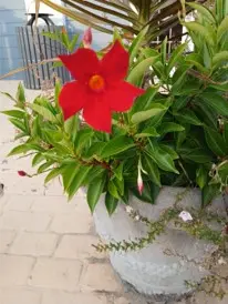 brazilian-jasmine